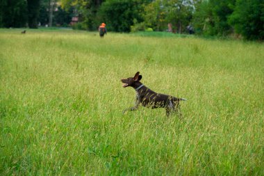 Kahverengi ve beyaz kurzhaar av köpeği. Yüksek kalite fotoğraf