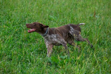 Kahverengi ve beyaz kurzhaar av köpeği. Yüksek kalite fotoğraf