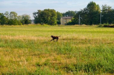 Kahverengi ve beyaz kurzhaar av köpeği. Yüksek kalite fotoğraf
