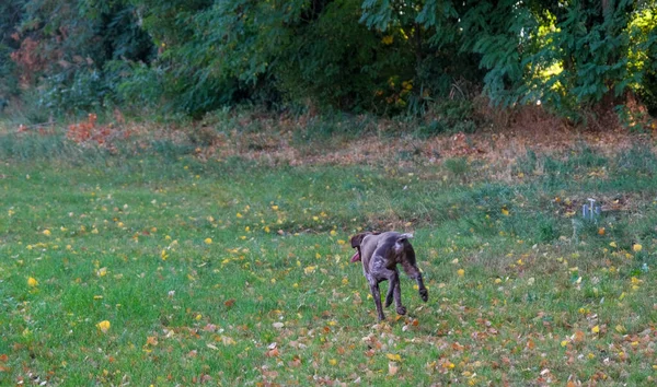 Chien Chasse Kurzhaar Brun Blanc Dans Une Action Chasse Photo — Photo