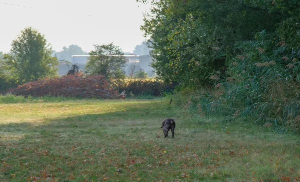 Chien Chasse Kurzhaar Brun Blanc Dans Une Action Chasse Photo — Photo