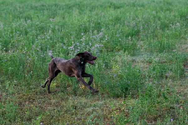 Kahverengi ve beyaz kurzhaar av köpeği. Yüksek kalite fotoğraf