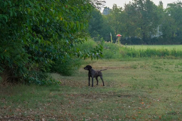 Kahverengi ve beyaz kurzhaar av köpeği. Yüksek kalite fotoğraf