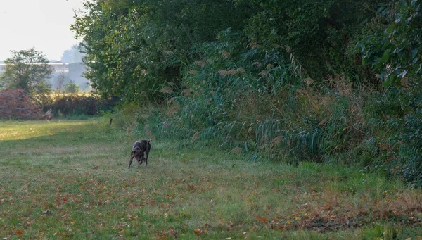 Chien Chasse Kurzhaar Brun Blanc Dans Une Action Chasse Photo — Photo