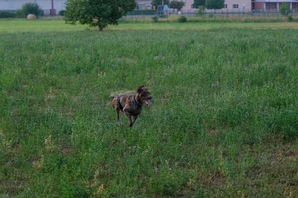 在一次狩猎行动中 棕色和白色的库尔扎猎狗 高质量的照片 — 图库照片