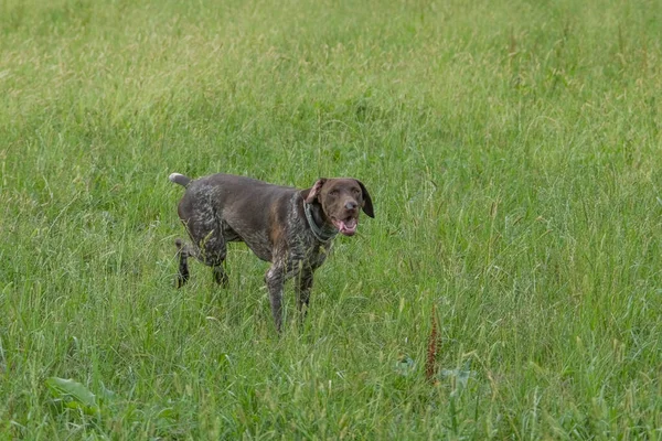 狩りでは茶色と白のクルツァールの狩猟犬 高品質の写真 — ストック写真