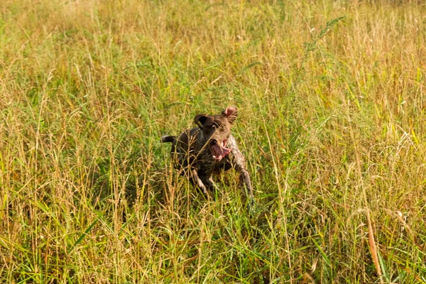 Καφέ Και Άσπρο Kurzhaar Κυνηγόσκυλο Μια Κυνηγετική Δράση Υψηλής Ποιότητας — Φωτογραφία Αρχείου