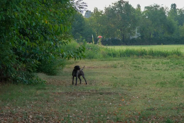 Kahverengi ve beyaz kurzhaar av köpeği. Yüksek kalite fotoğraf