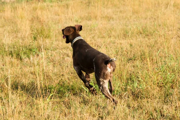 狩りでは茶色と白のクルツァールの狩猟犬 高品質の写真 — ストック写真