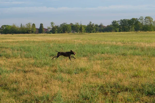 狩りでは茶色と白のクルツァールの狩猟犬 高品質の写真 — ストック写真