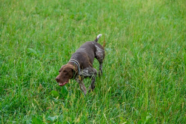 Kahverengi ve beyaz kurzhaar av köpeği. Yüksek kalite fotoğraf