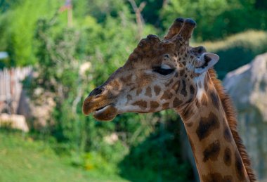 close-up of giraffe in park. High quality photo
