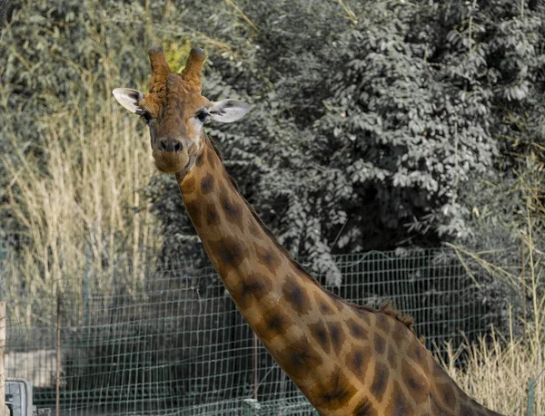 Close Giraffe Park High Quality Photo — Stockfoto