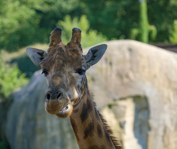 Close Giraffe Park High Quality Photo — Foto Stock