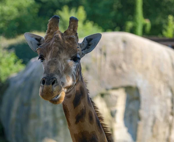 Close Giraffe Park High Quality Photo — Foto Stock