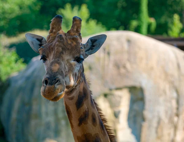 Close Giraffe Park High Quality Photo — Foto Stock