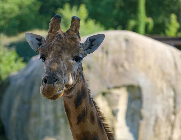 Close Giraffe Park High Quality Photo — Foto Stock