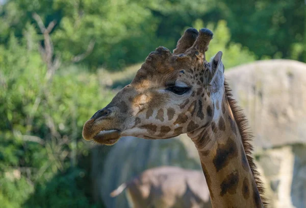 Close Giraffe Park High Quality Photo — Foto Stock