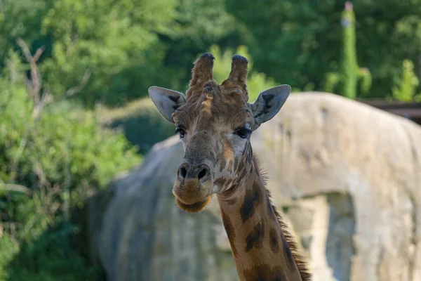 Close Giraffe Park High Quality Photo — Foto Stock