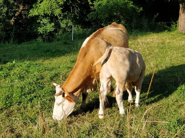 Cow Calf Grazing Alps High Quality Photo — Zdjęcie stockowe