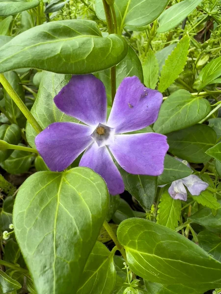 Greater Periwinkle Vinca Major High Quality Photo —  Fotos de Stock