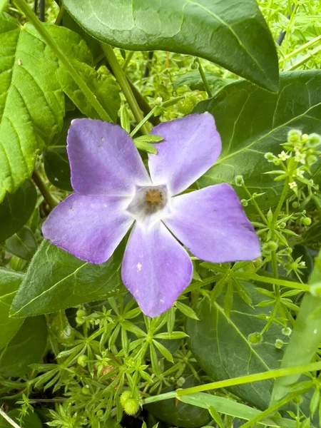 Greater Periwinkle Vinca Major High Quality Photo — Zdjęcie stockowe