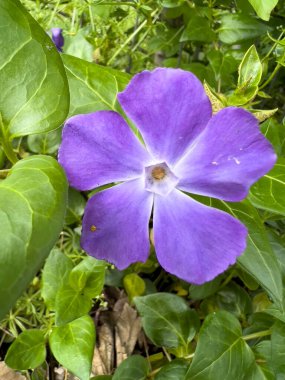 Greater Periwinkle Vinca major. High quality photo