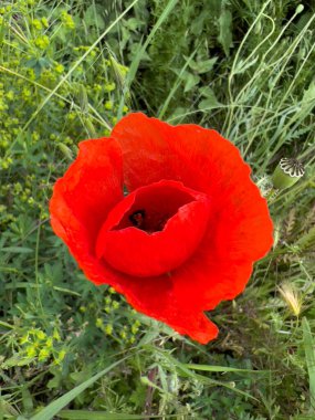 red poppy in wheat field. High quality photo
