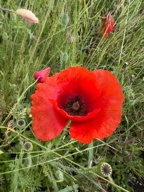 red poppy in wheat field. High quality photo