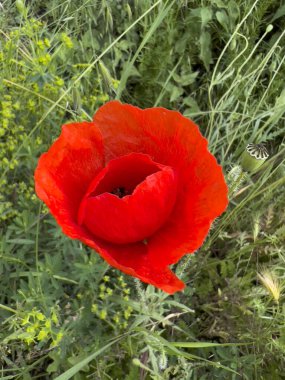 red poppy in wheat field. High quality photo
