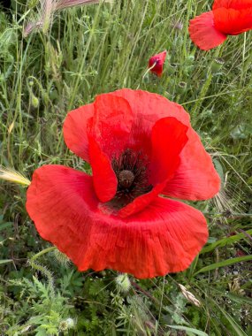 red poppy in wheat field. High quality photo
