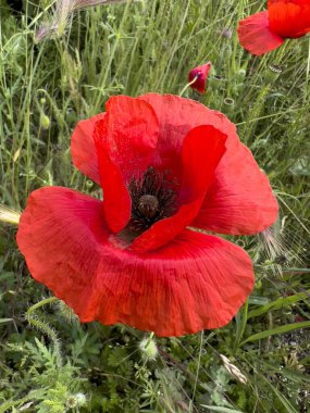red poppy in wheat field. High quality photo