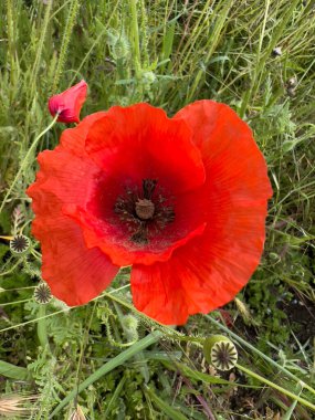 red poppy in wheat field. High quality photo