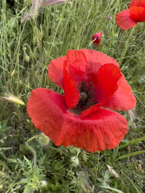 red poppy in wheat field. High quality photo
