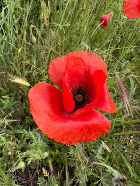 red poppy in wheat field. High quality photo