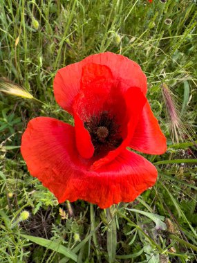 red poppy in wheat field. High quality photo