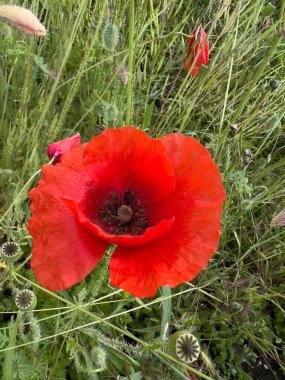 red poppy in wheat field. High quality photo