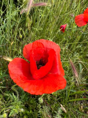 red poppy in wheat field. High quality photo