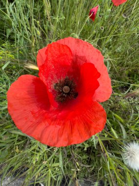 red poppy in wheat field. High quality photo