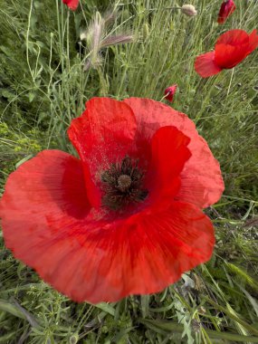 red poppy in wheat field. High quality photo