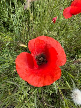 red poppy in wheat field. High quality photo