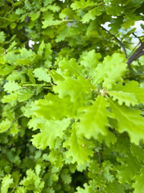 lush green oak leaf. High quality photo