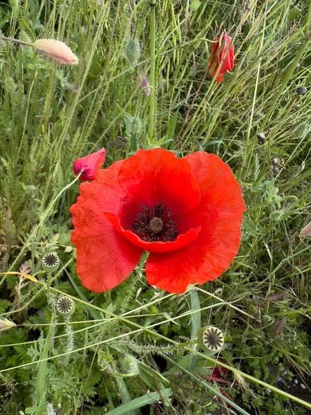 Red Poppy Wheat Field High Quality Photo — 图库照片