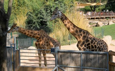giraffe in amusement park on sunny day. High quality photo