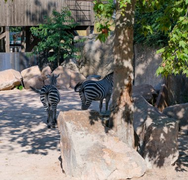 zebra in amusement park on sunny day. High quality photo