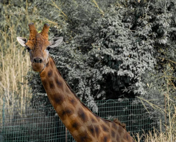 Giraffe Amusement Park Sunny Day High Quality Photo — Foto Stock