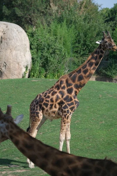 Giraffe Amusement Park Sunny Day High Quality Photo — Foto Stock