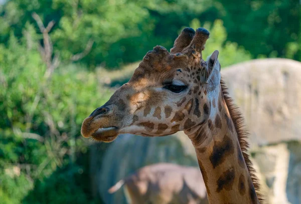 Giraffe Amusement Park Sunny Day High Quality Photo — Foto Stock