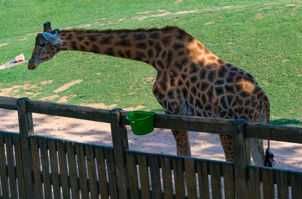 Giraffe Amusement Park Sunny Day High Quality Photo — Stockfoto