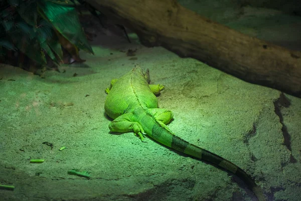 Iguana Amusement Park Sunny Day High Quality Photo — Foto de Stock